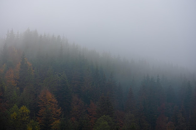 关于菩提树下唯美句子集锦60句